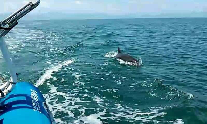 9 Best Dolphin Watching Tours In Puerto Vallarta