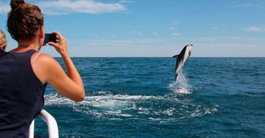 20 Best Dolphin Watching Tours In Pula