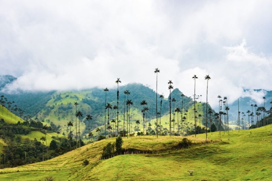 Salento, Cocora and Filandia Tour From Pereira or Armenia