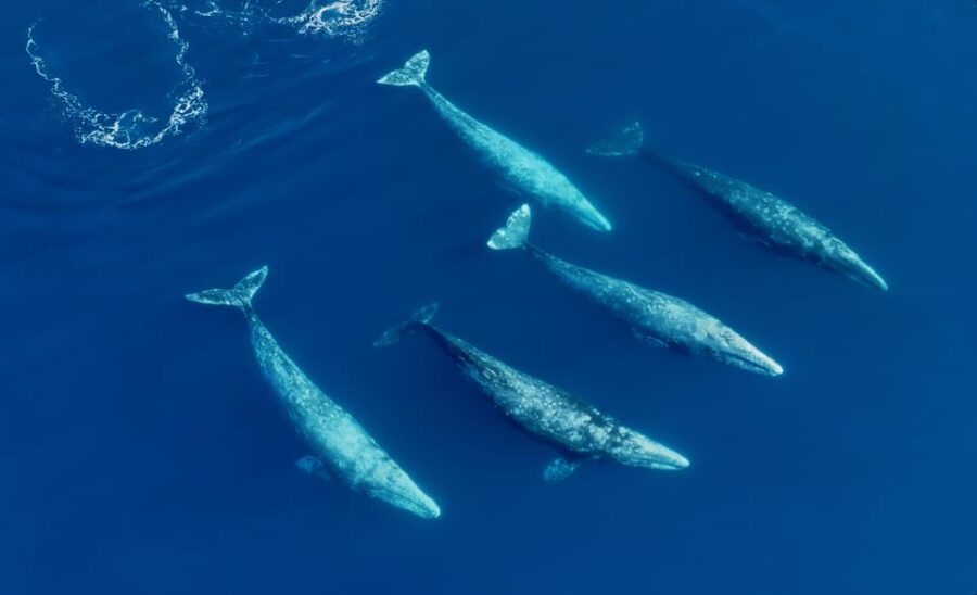 7 Best Dolphin Watching Tours In San Diego