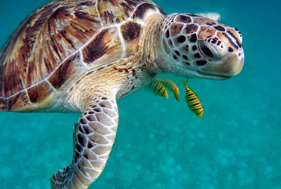 San Domino, Tremiti: Try Scuba, First Diving Experience
