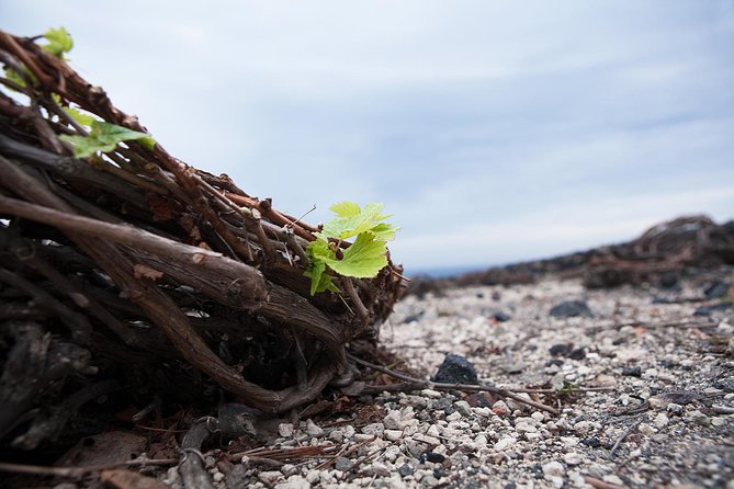 Santorini Photography & Wine Tasting Workshop