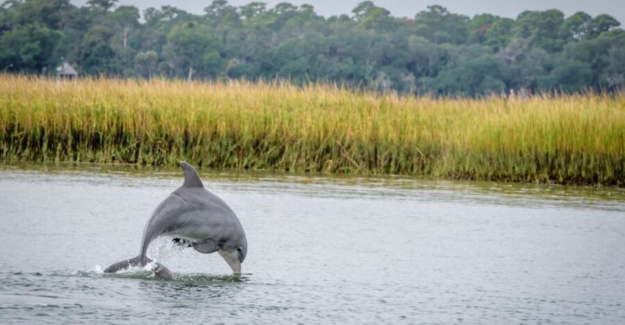 7 Best Dolphin Watching Tours In Savannah