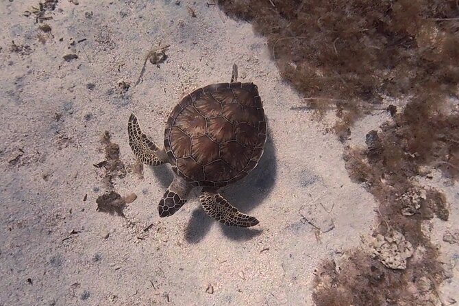 Scuba Diving Experience + Free Video
