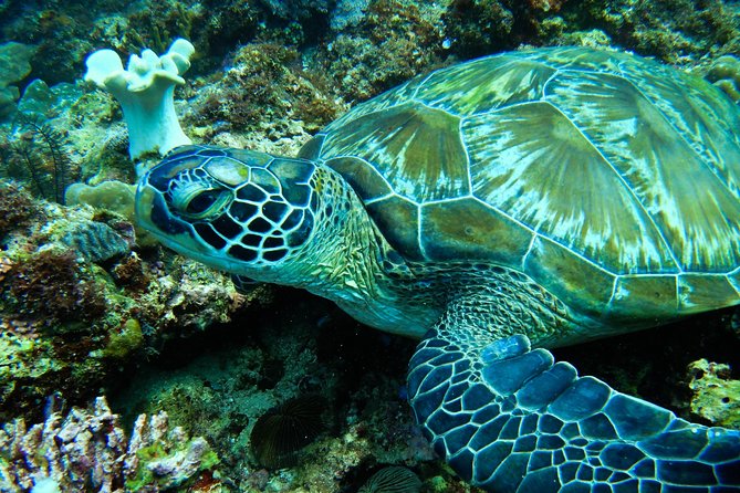 11 Best Scuba Diving Experiences In Panay Island