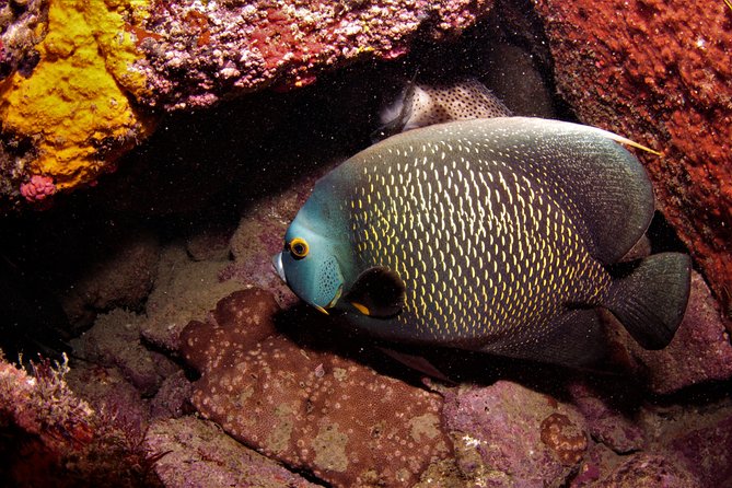 Scuba Diving in Rio De Janeiro