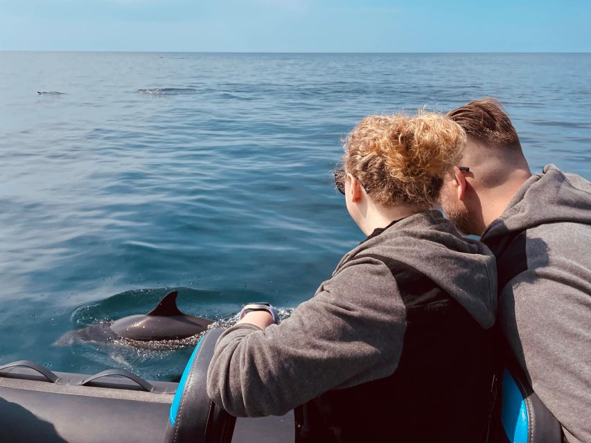 Sesimbra: Arrábida Dolphin Watching Boat Tour With Biologist