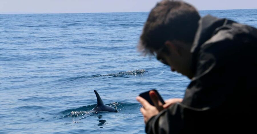 Sesimbra: Dolphin Watching Tour