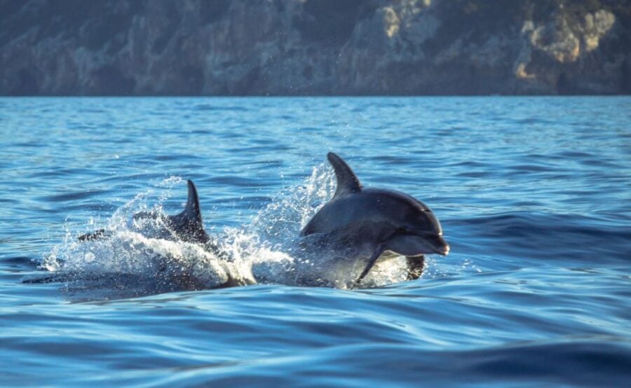 Sesimbra’s 7 Best Dolphin Watching Tours