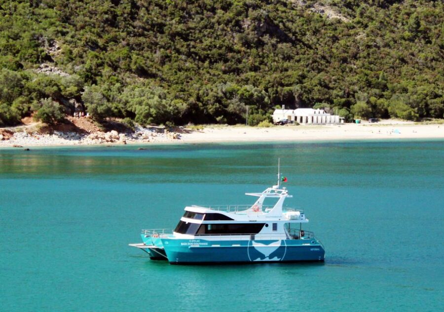 8 Best Dolphin Watching Tours In Setubal District
