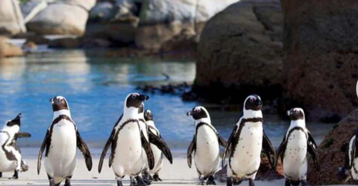 Small Group: African Penguins,Boulders Beach-Half-Day Tour.