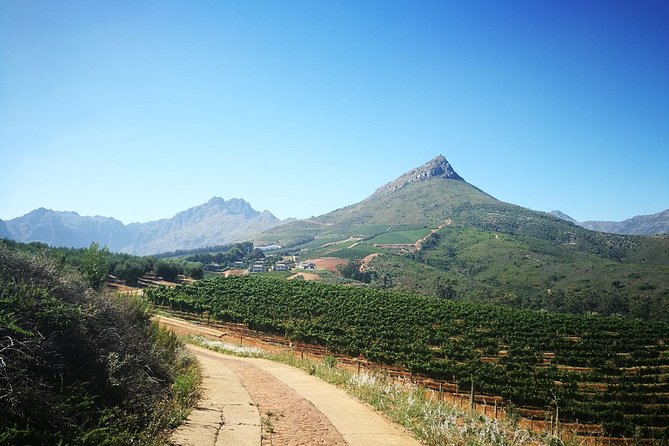 Stellenbosch Vineyard Walk & Wine Tasting
