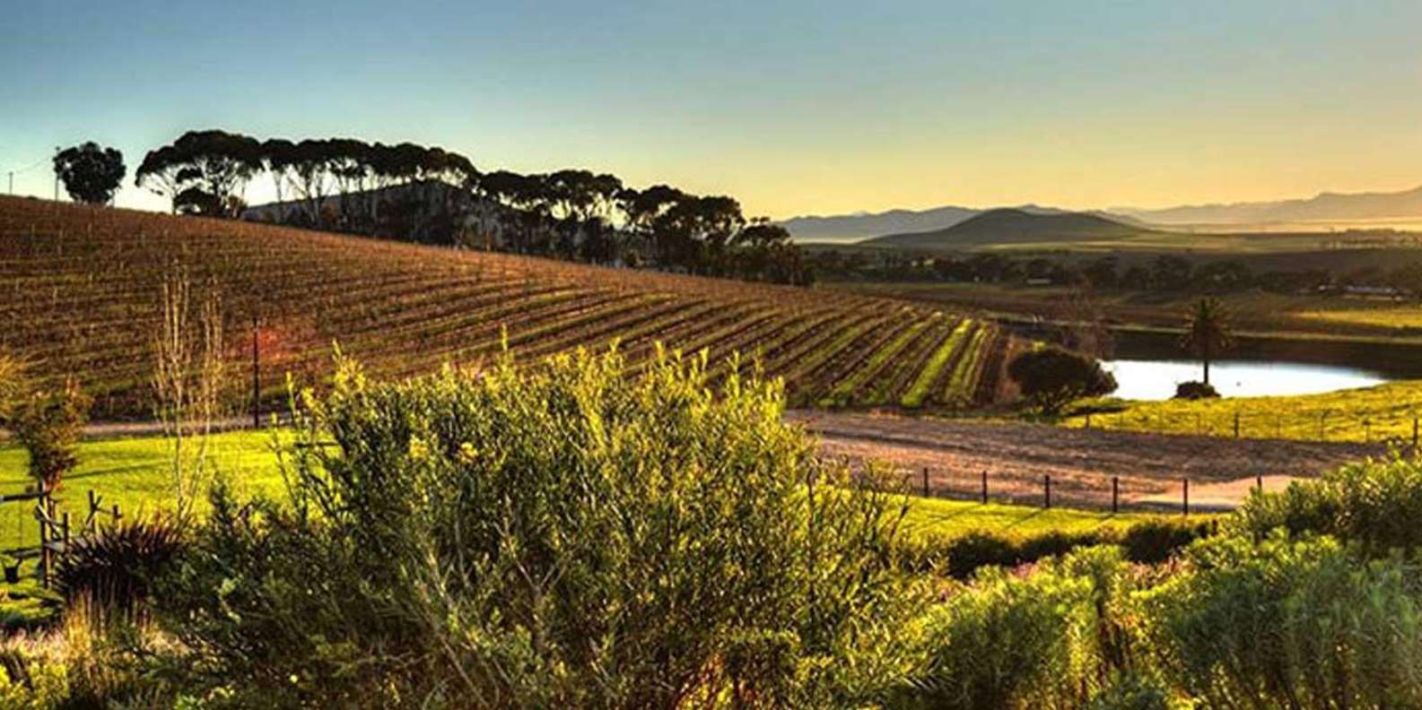 Table Mountain & Constantia Wine Tasting Full Day Tour