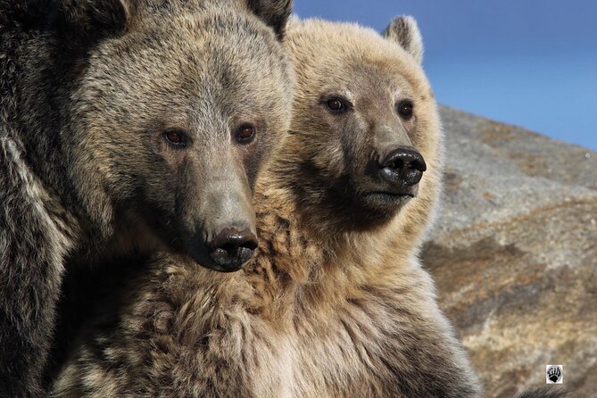The Full Two Day Private Yellowstone Day Trips West Yellowstone