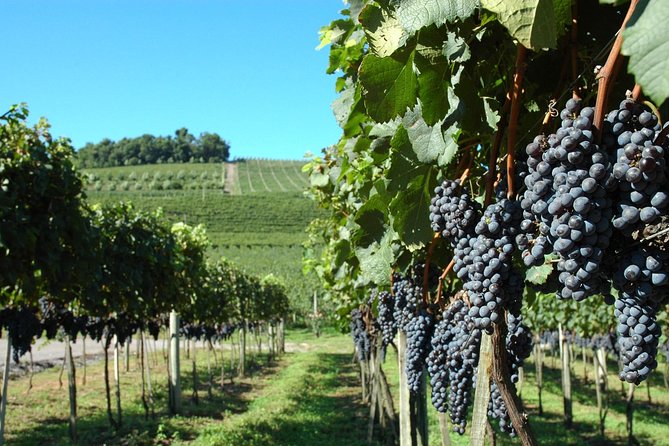 Tour Gran Reserva – Valley of the Vineyards