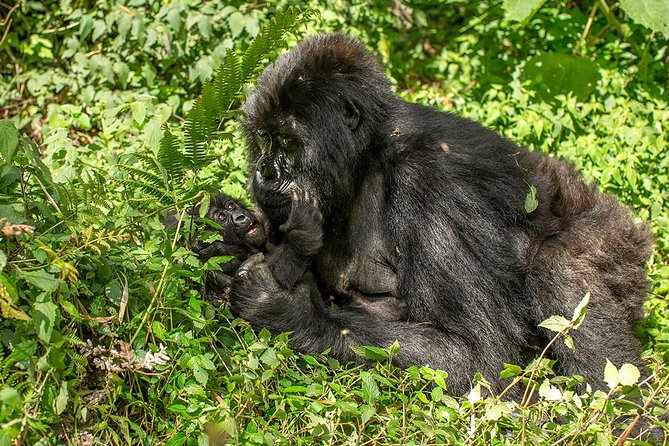 Uganda 4 Days Gorilla Trekking