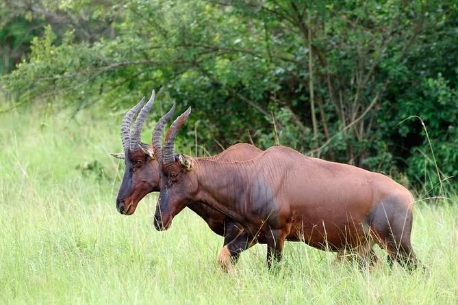 Uganda Wildlife & Activity Holiday – 15 Days
