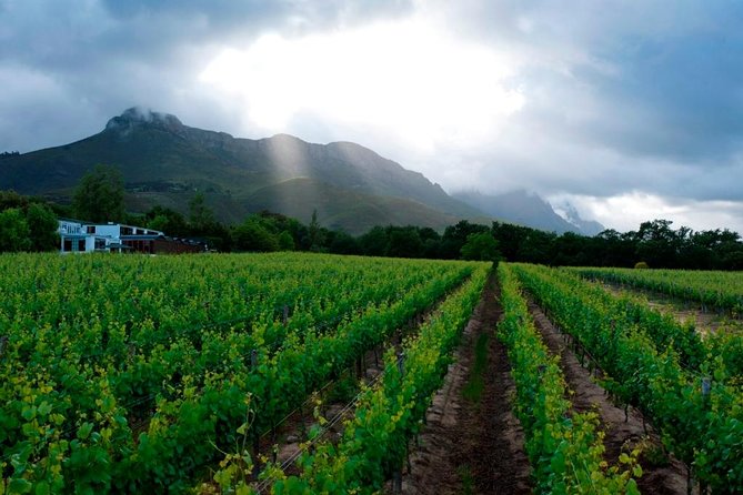 Vine Hopper: Hop-On Hop-Off Wine Tour - Eastern Route