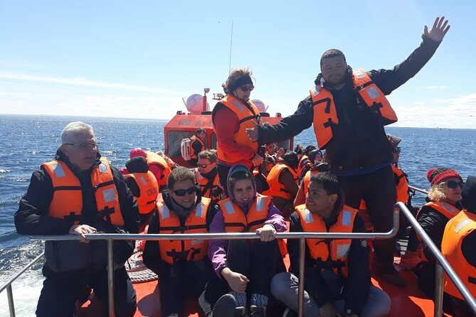 2 Best Cruises And Boat Tours In Punta Arenas