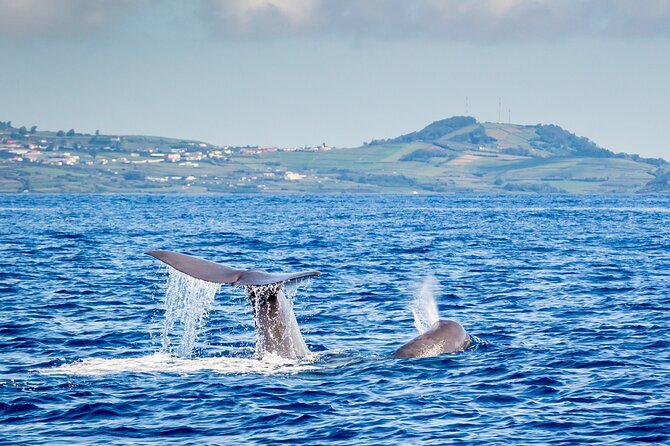 5 Best Dolphin Watching Tours In Terceira