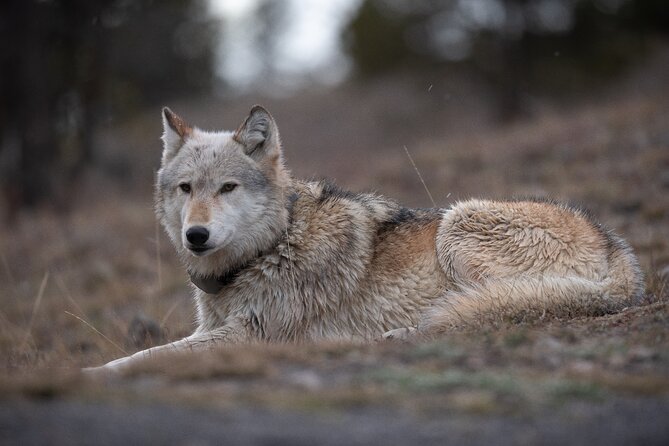 Yellowstone National Park Private Wildlife Tour Review