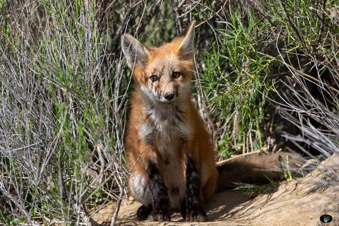 Yellowstone Two-Step 2 Days Small Group Upper And Lower Day Tours