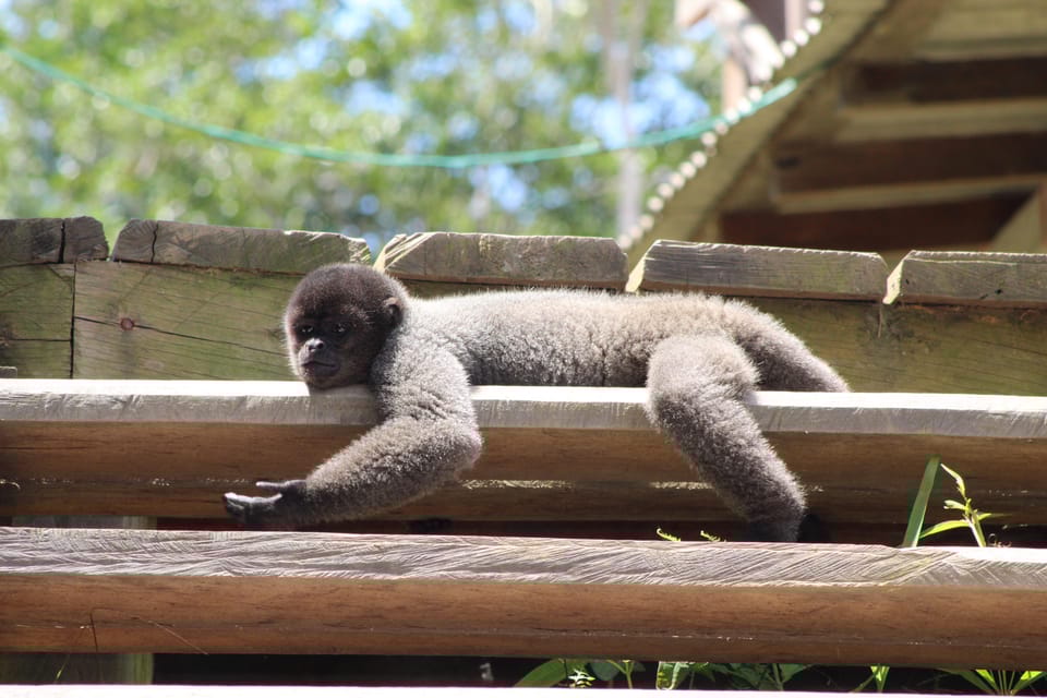 Amazon Rainforest: 2, 3, or 4-Day Complete Tour. - Accommodation at Native Paradise Cabin Lodge