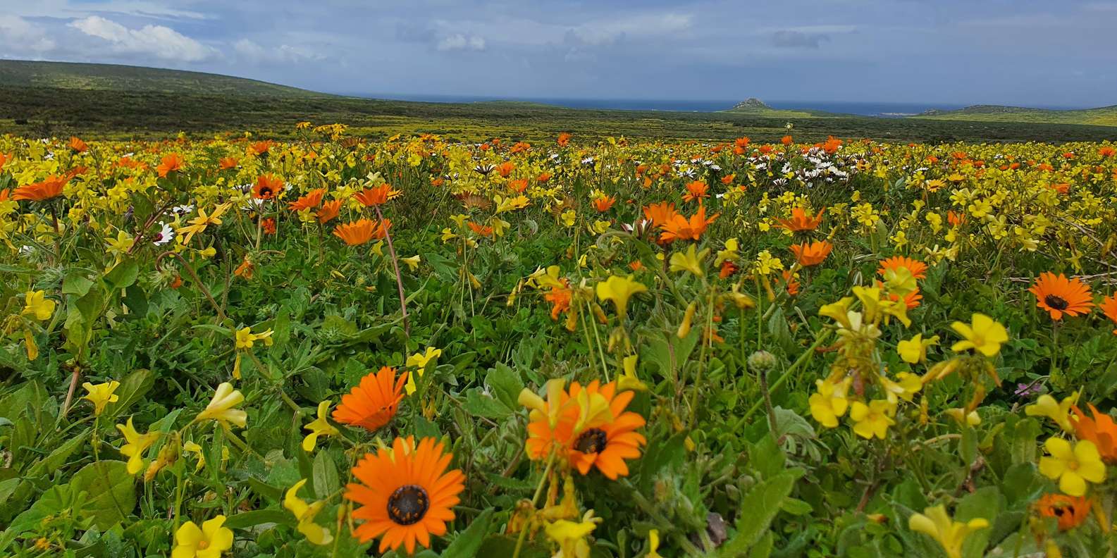 Cape Town: West Coast Full Day Private Tour - Unique Features