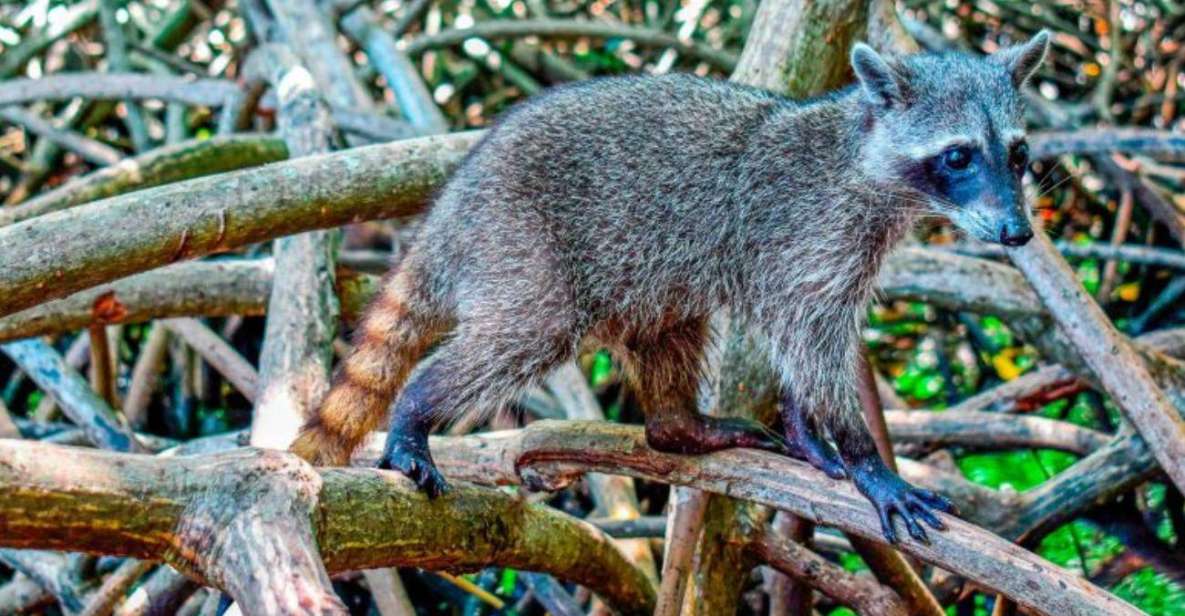 Full Day Barú Island: Mangrove +Snorkel + Sunset + Plankton - Inclusions and Amenities