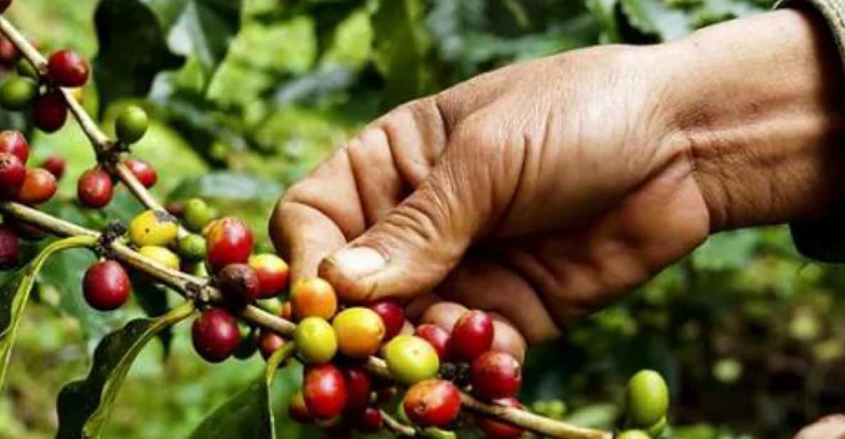 PEREIRA to Viterbo for a Coffee and Cacao Full Day Tour - Tunnel of the Samanes