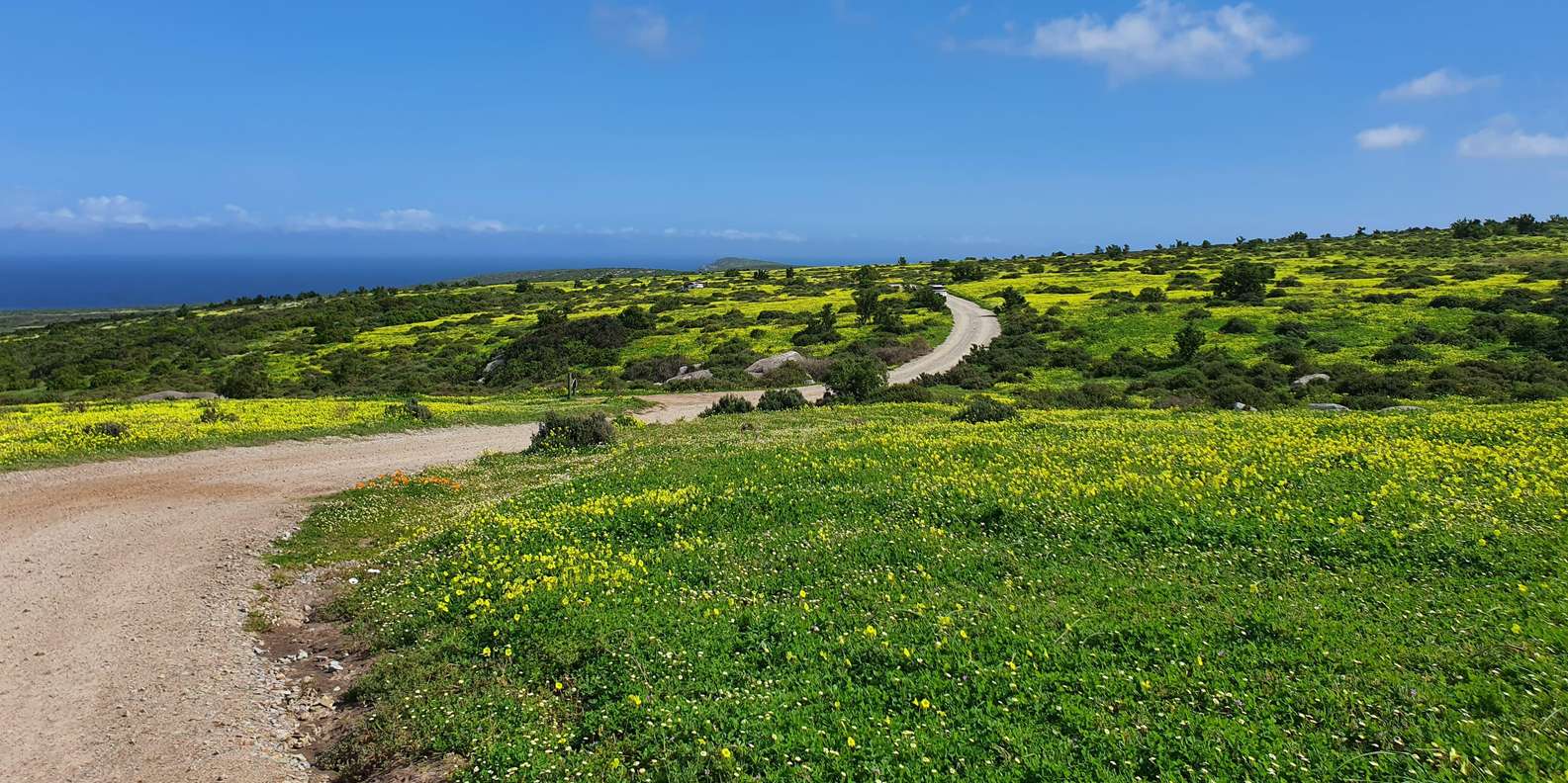 Cape Town: West Coast Full Day Private Tour - Experience and Customization