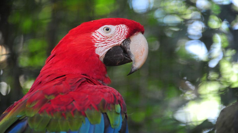 Foz Do Iguaçu: Brazilian Side of the Falls + Bird Park - Exploring the Bird Park