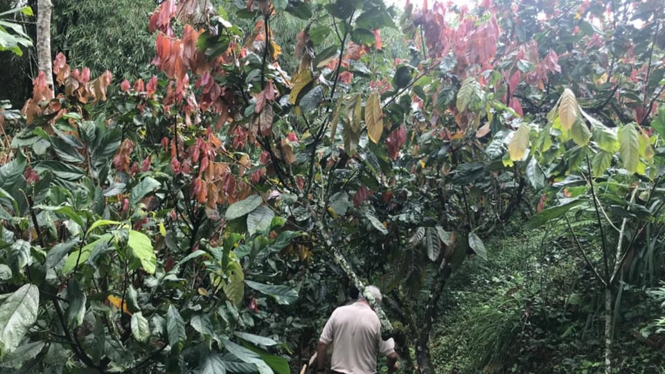 PEREIRA to Viterbo for a Coffee and Cacao Full Day Tour - Award-winning Finca Visit