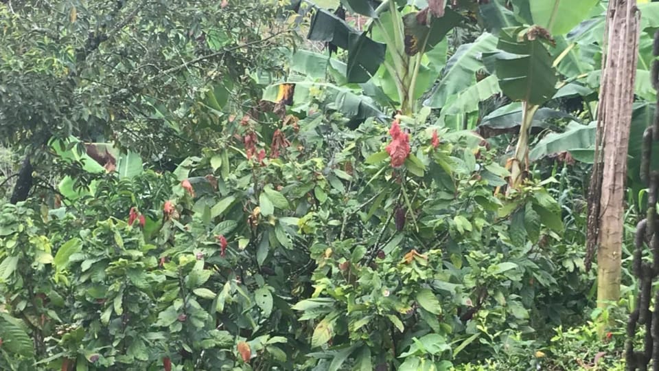PEREIRA to Viterbo for a Coffee and Cacao Full Day Tour - Finca Experience Highlights