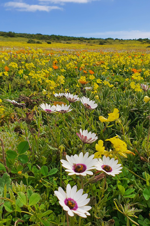 Cape Town: West Coast Full Day Private Tour - Booking and Cancellation