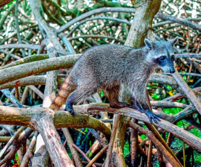 Full Day Barú Island: Mangrove +Snorkel + Sunset + Plankton - Activity Details and Experience
