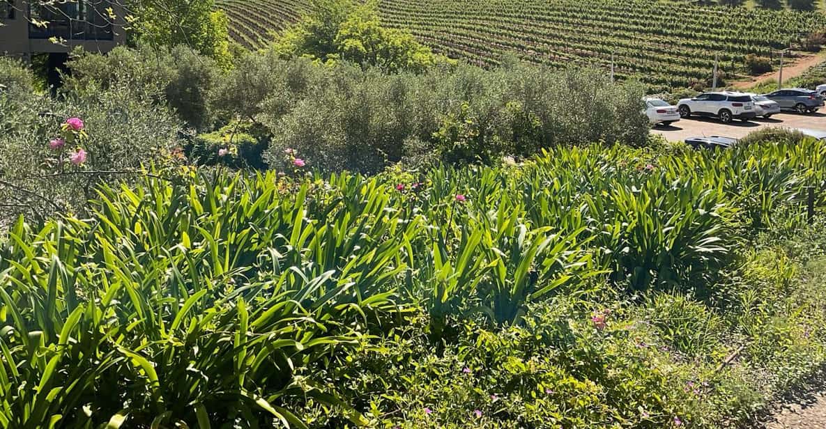 Table Mountain & Constantia Wine Tasting Full Day Tour - Flexible Booking