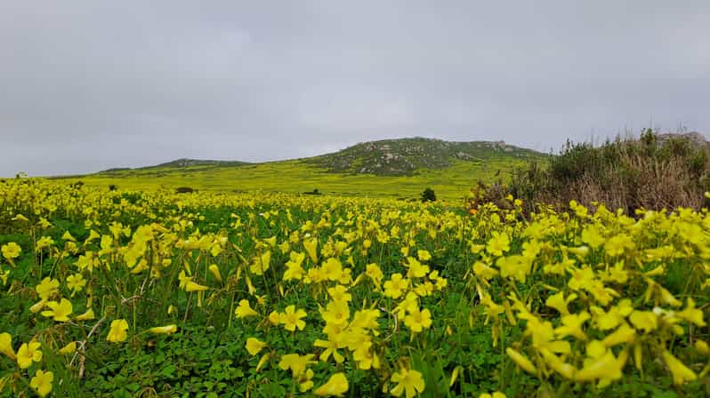 Cape Town: West Coast Full Day Private Tour - Key Points