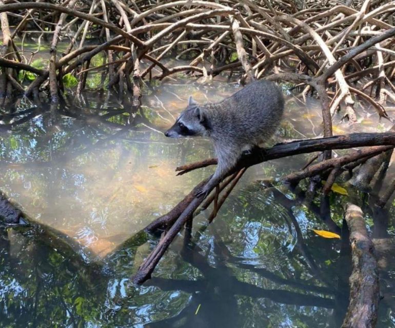 Full Day Barú Island: Mangrove +Snorkel + Sunset + Plankton - Key Points