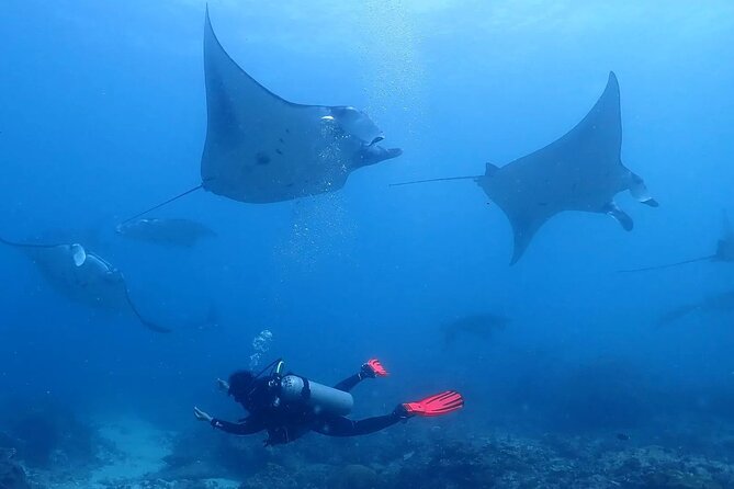 20 Best Scuba Diving Experiences In Kuta