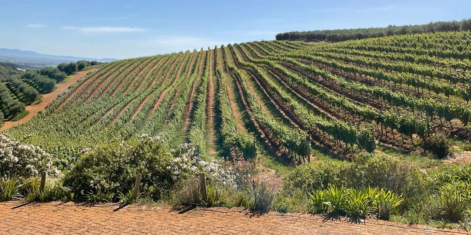 Table Mountain & Constantia Wine Tasting Full Day Tour - Key Points