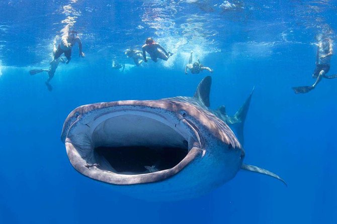 VIP Aloha Nui Snorkel Adventure With Optional SCUBA From Lahaina