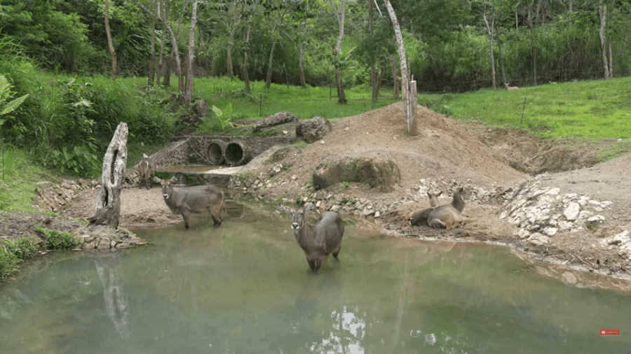 Cebu Carmen: Cebu Safari and Adventure Park