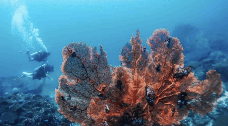13 Best Scuba Diving Experiences In Thailand