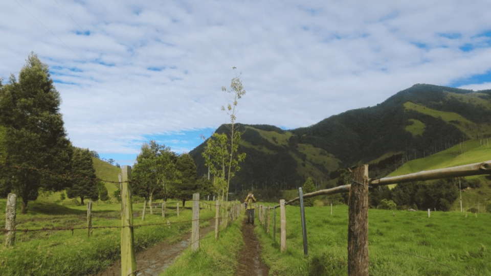 Trekking/Hiking in the Cocora Valley From Pereira or Armenia